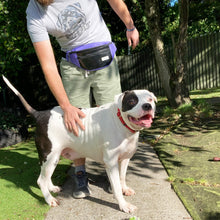 Load image into Gallery viewer, BERYL BUMBAG / black / various colours