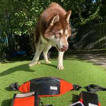 Load image into Gallery viewer, BERYL BUMBAG black / various colours